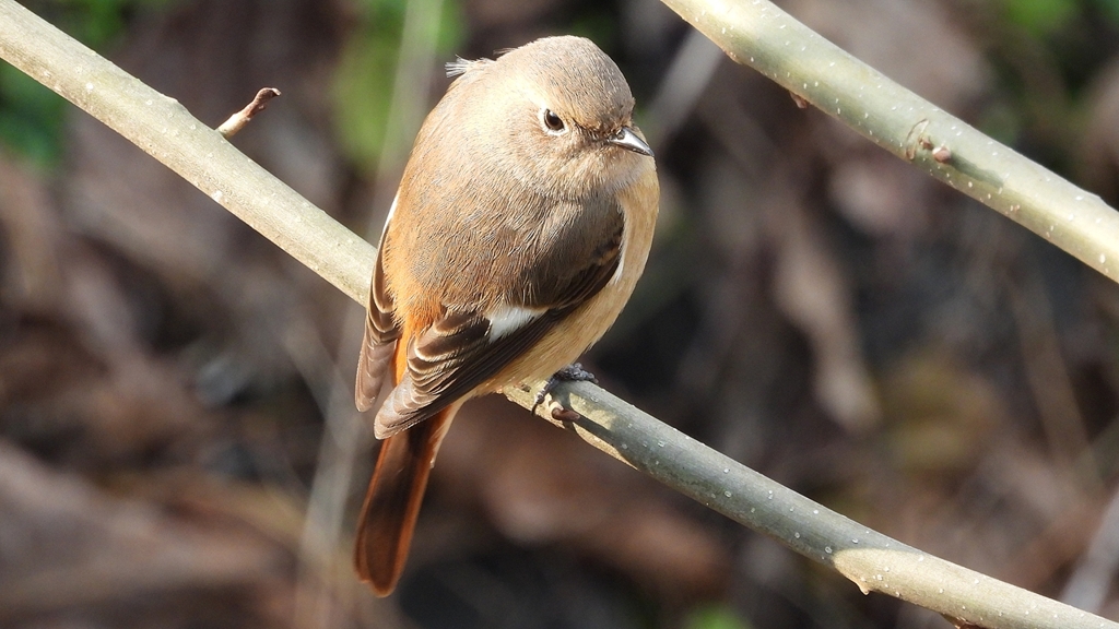 DSCN7644：ジョウビタキ（メス）