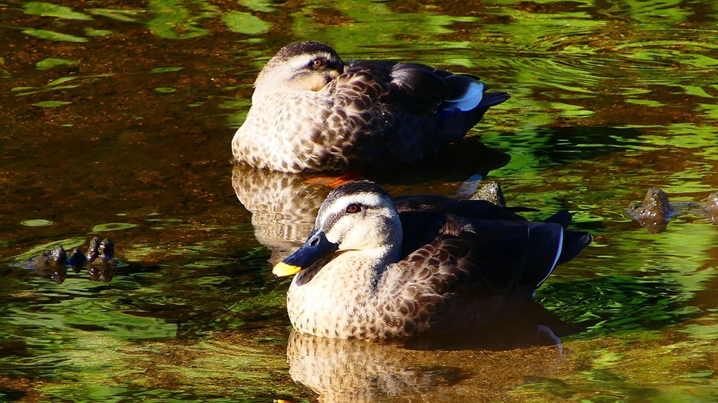 P2270066：カルガモ
