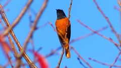 P2360205：ジョウビタキ（オス）