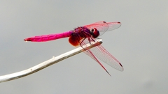 P2290236：ベニトンボ（オス）