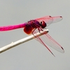 P2290236：ベニトンボ（オス）