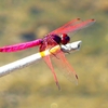 P2270257：ベニトンボ（オス）