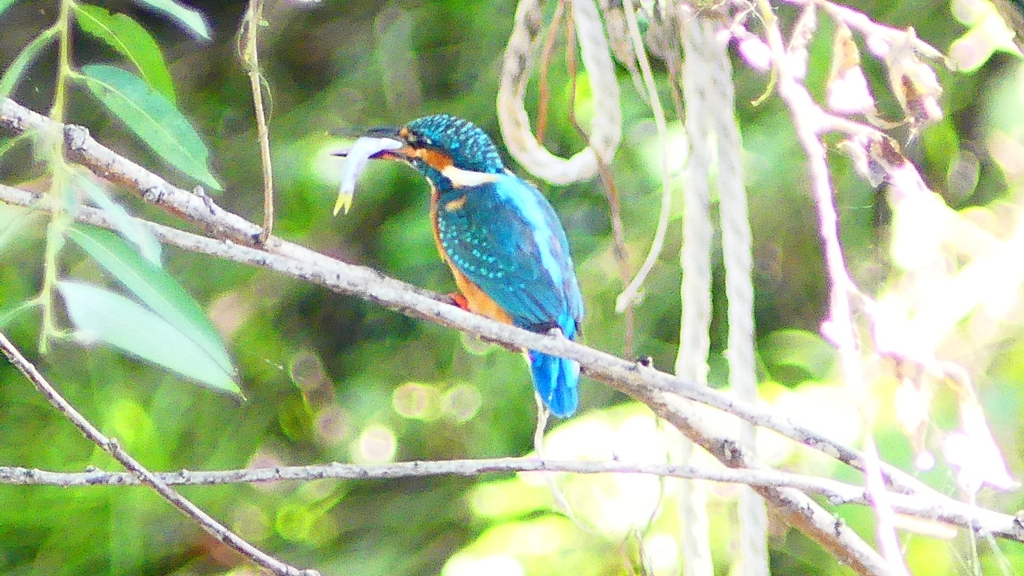 P2290671：カワセミ