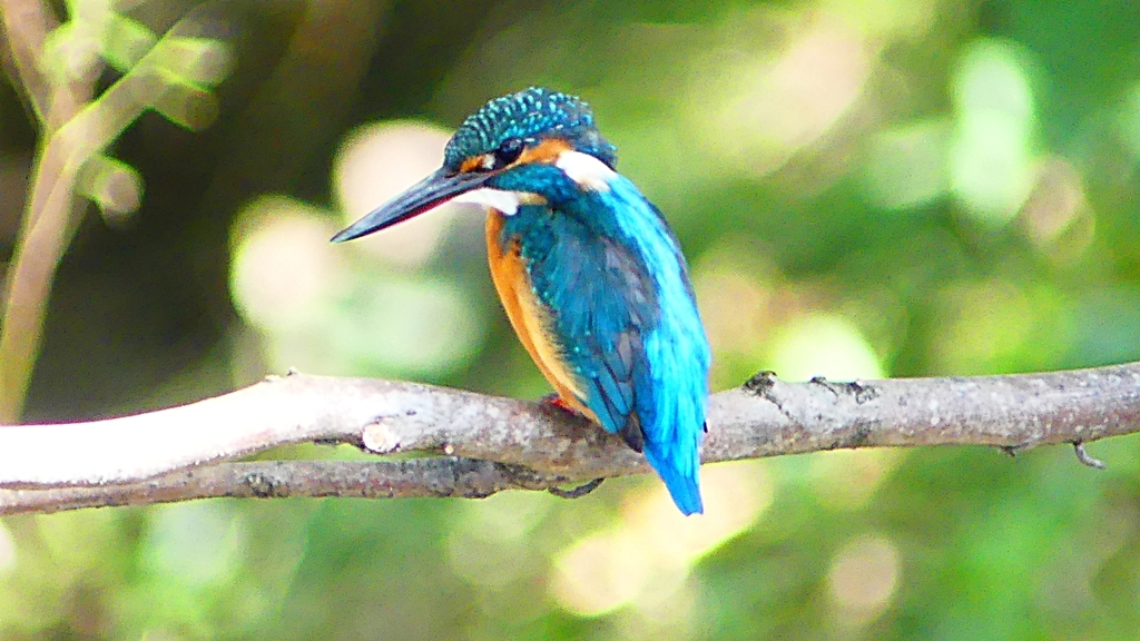 P2300411：カワセミ