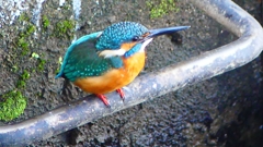 P2410194：カワセミ（オス）