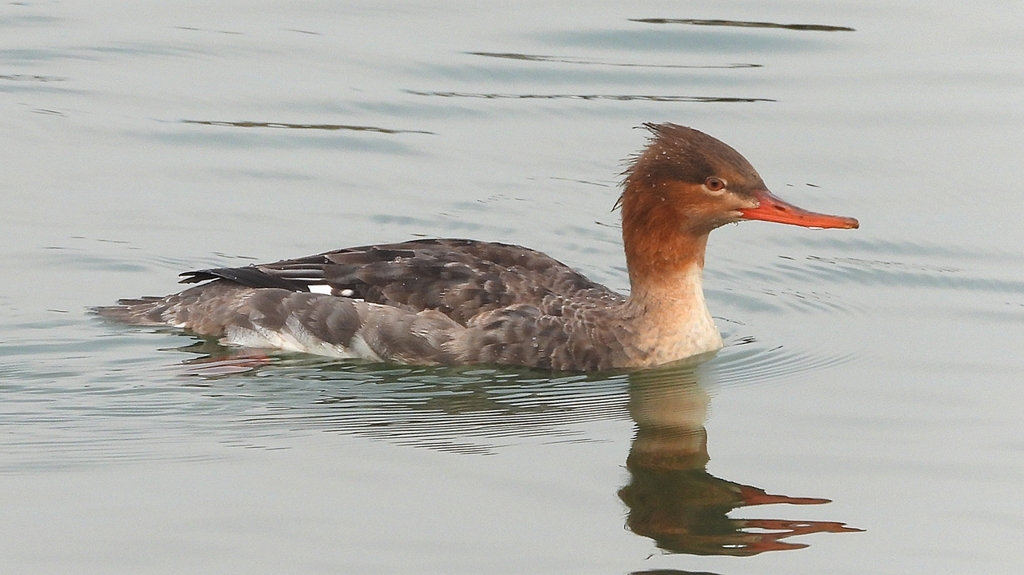 DSCN7278：ウミアイサ