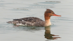 DSCN7278：ウミアイサ