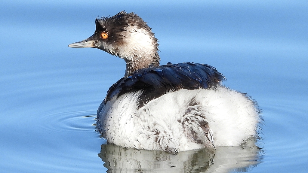 DSCN4957：ハジロカイツブリ