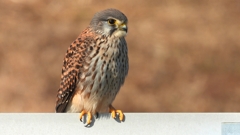 DSCN6706：チョウゲンボウ