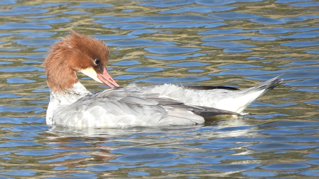 DSCN1477：カワアイサ（メス）