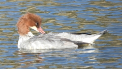 DSCN1477：カワアイサ（メス）