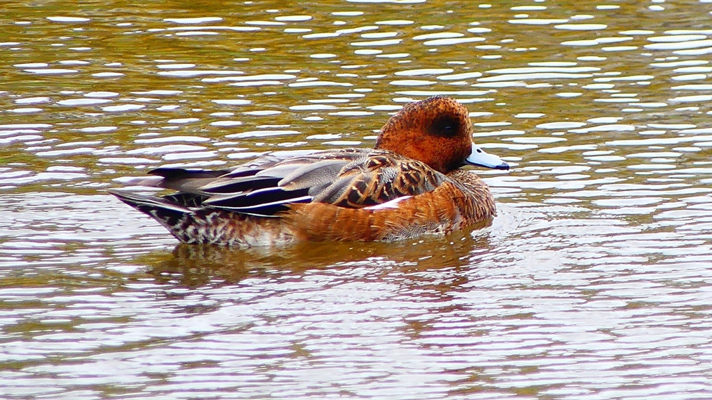 P2340178：ヒドリガモ