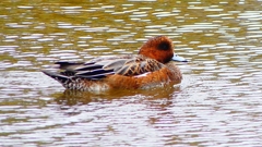 P2340178：ヒドリガモ