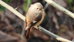 DSCN7645：ジョウビタキ（メス）