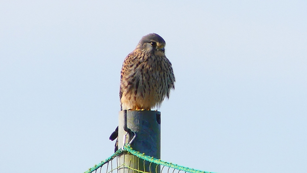 P2340287：チョウゲンボウ