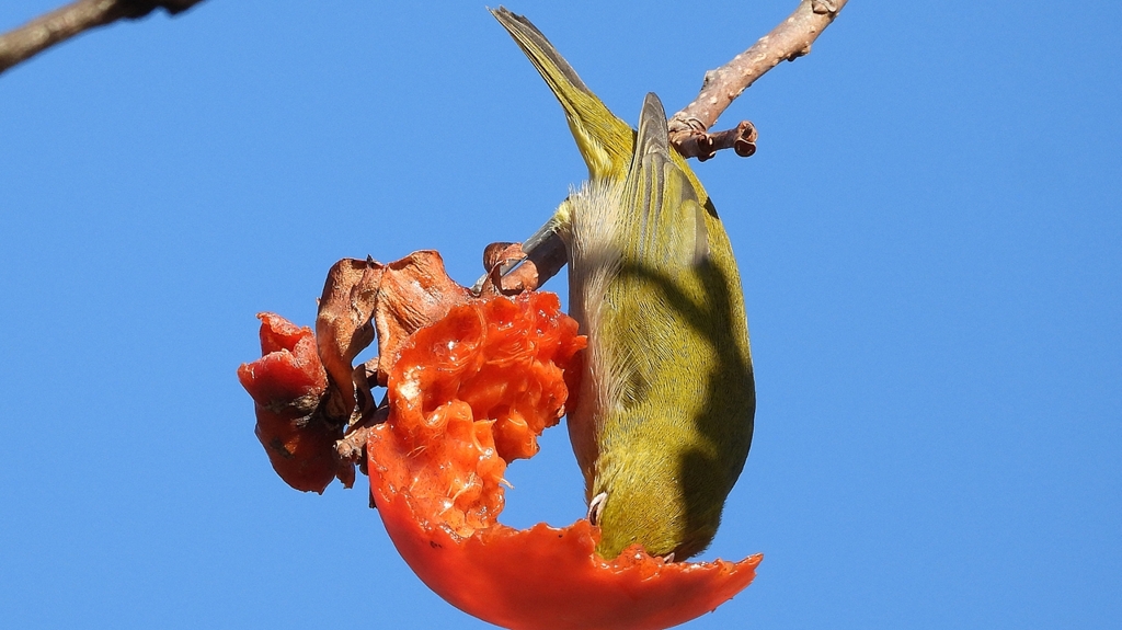 DSCN8716：メジロ