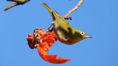 DSCN8708：メジロ