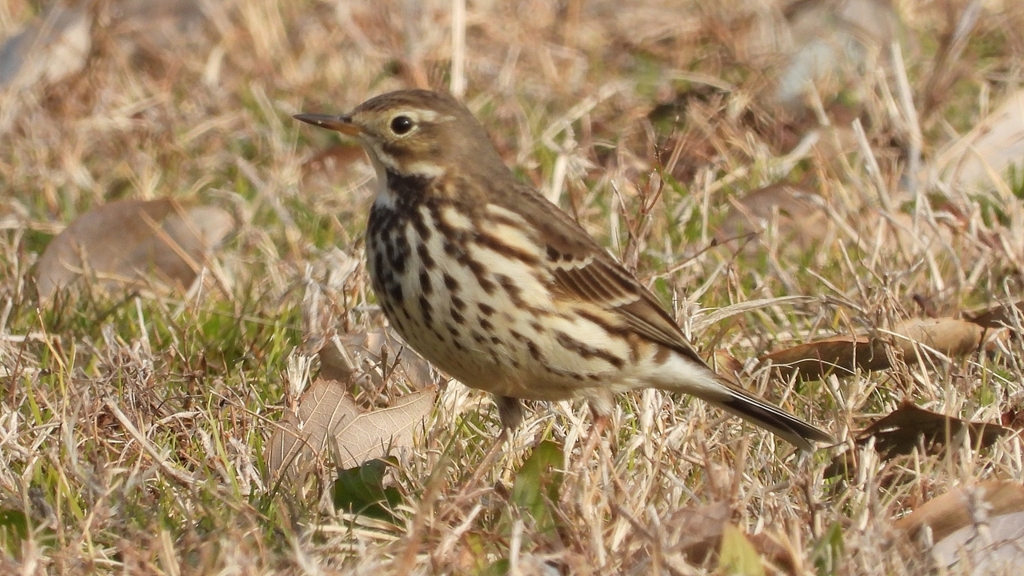 DSCN7567：タヒバリ