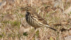 DSCN7567：タヒバリ