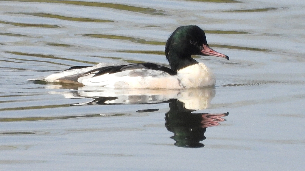 DSCN3094：カワアイサ（オス）