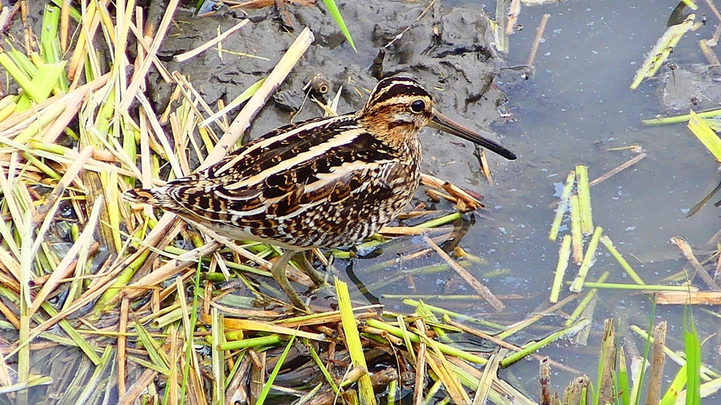 P2280808：タシギ