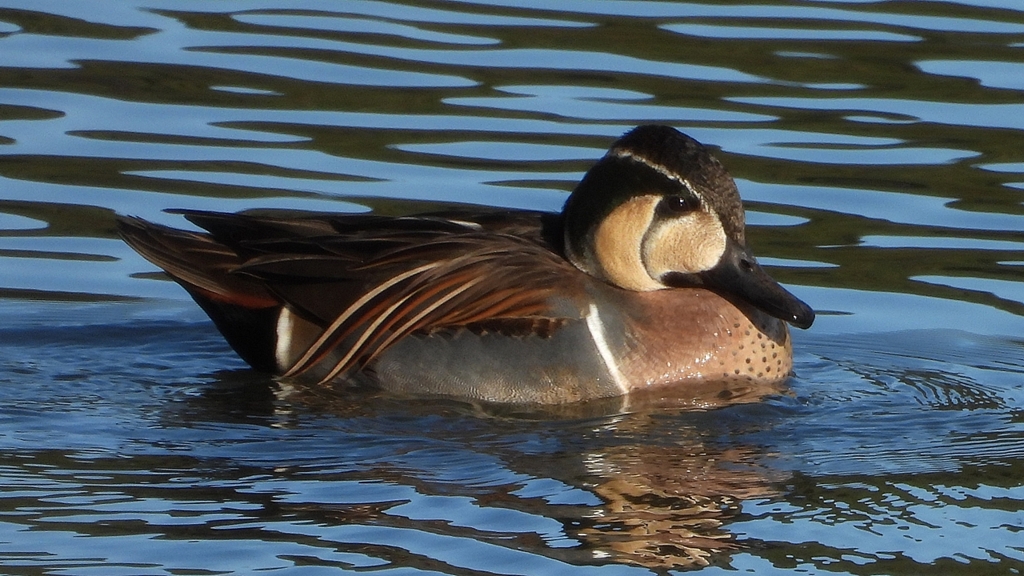 DSCN7839：トモエガモ（オス）