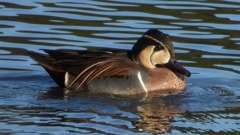 DSCN7839：トモエガモ（オス）