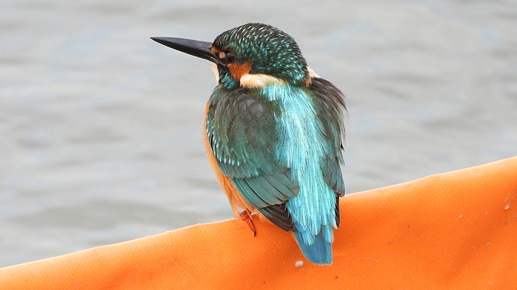 DSCN0599：カワセミ（オス）