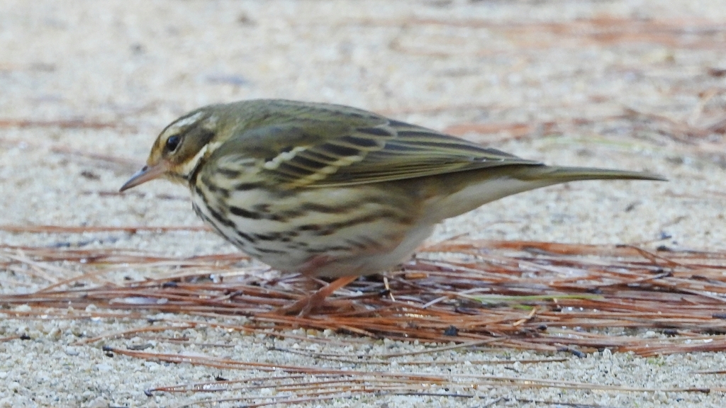 DSCN8252：ビンズイ