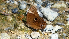 P2260553：クロヒカゲ