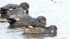 DSCN1809：オカヨシガモ