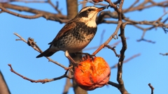 DSCN6969：ツグミ