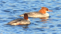 DSCN6344：カワアイサ