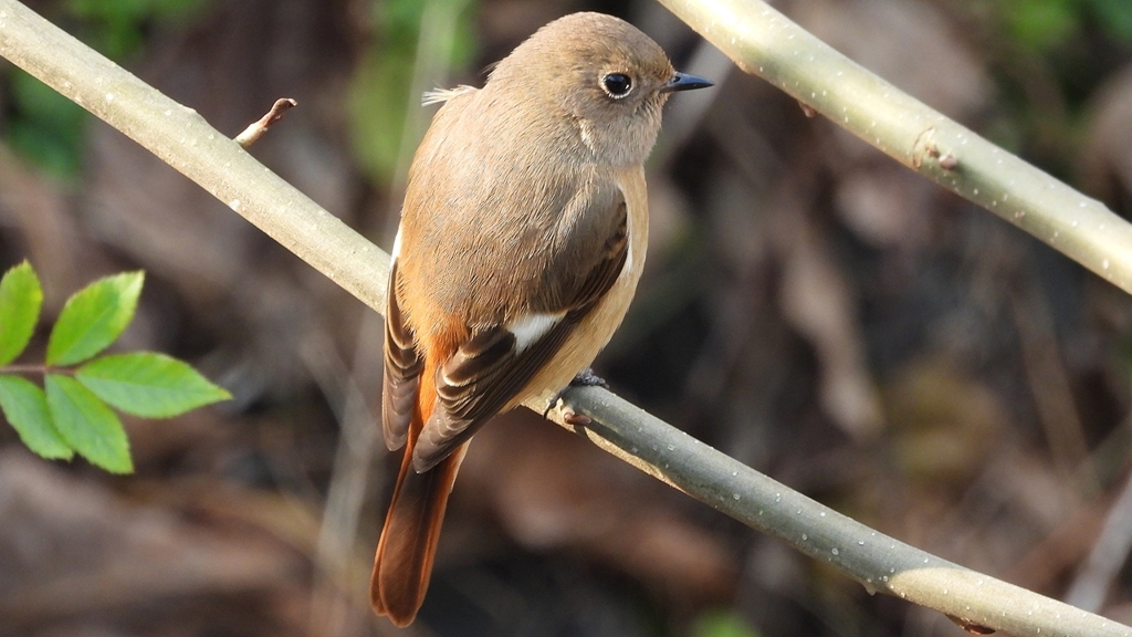 DSCN7647：ジョウビタキ（メス）