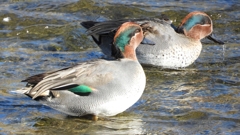 DSCN1723：コガモ（オス）