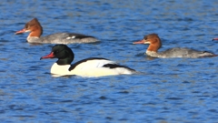 DSCN5779：カワアイサ