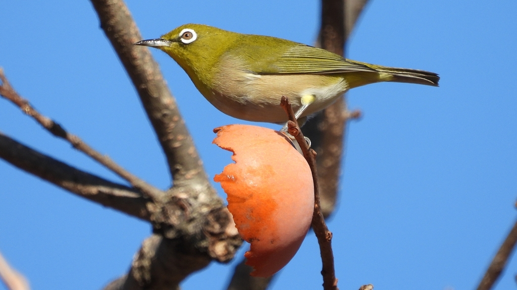 DSCN8745：メジロ