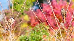 P2390366：ホオジロ