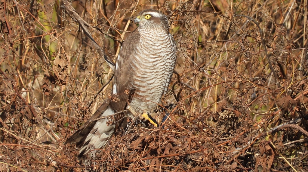 DSCN5491：ハイタカ