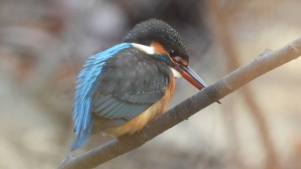 DSCN7937：カワセミ（メス）