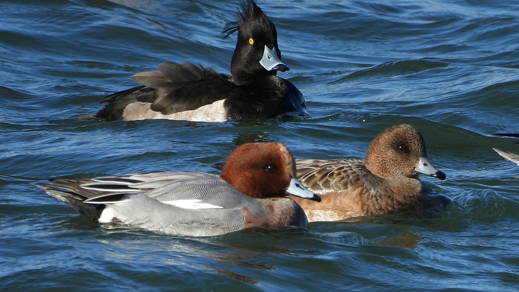 DSCN0995：ヒドリガモ、キンクロハジロ