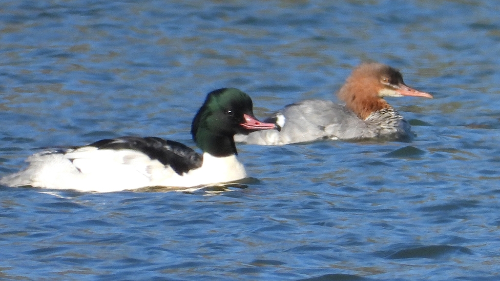 DSCN5802：カワアイサ