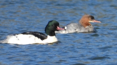 DSCN5802：カワアイサ