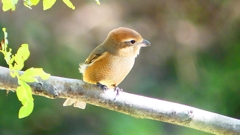 P2300456：モズ（メス）