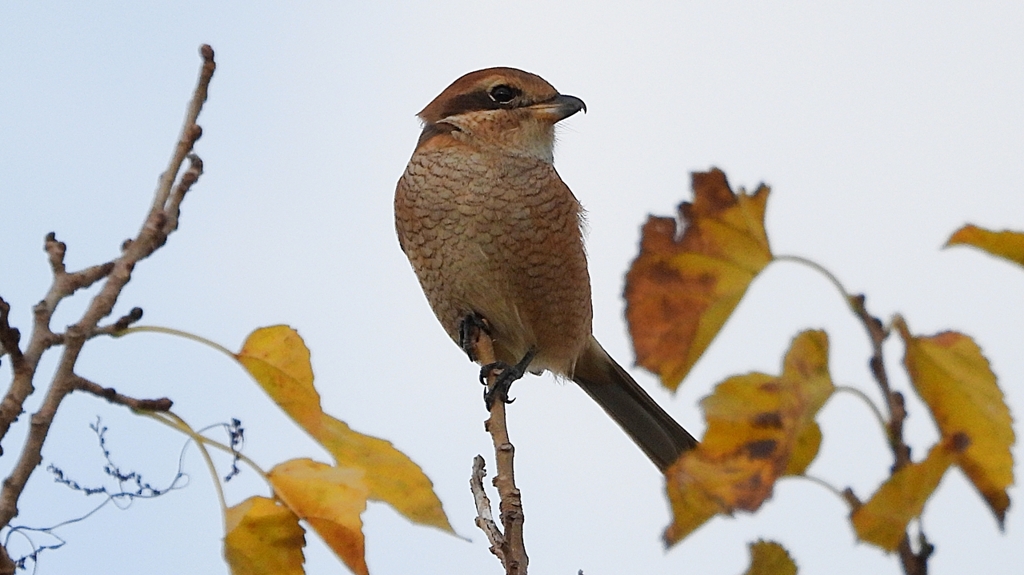 DSCN0715：モズ（メス）