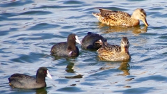 P2410499：オカヨシガモ、オオバン