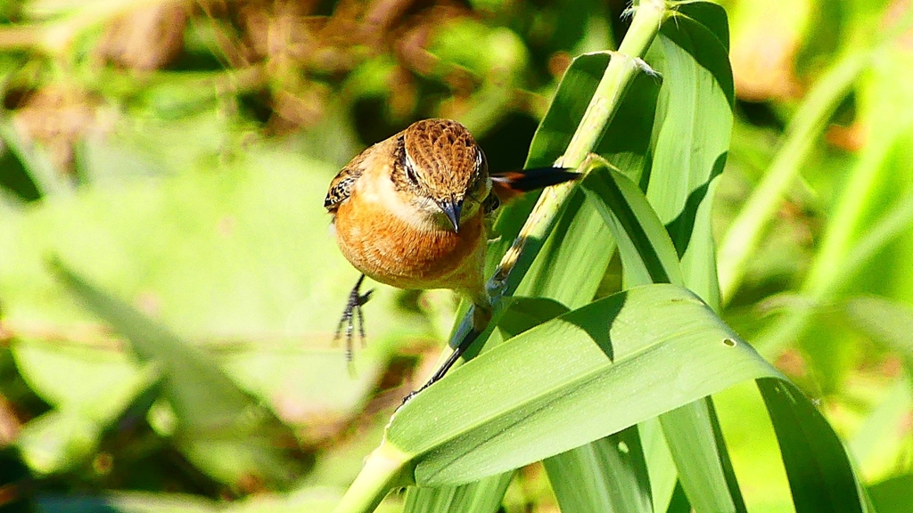 P2300349：ノビタキ
