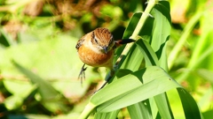 P2300349：ノビタキ