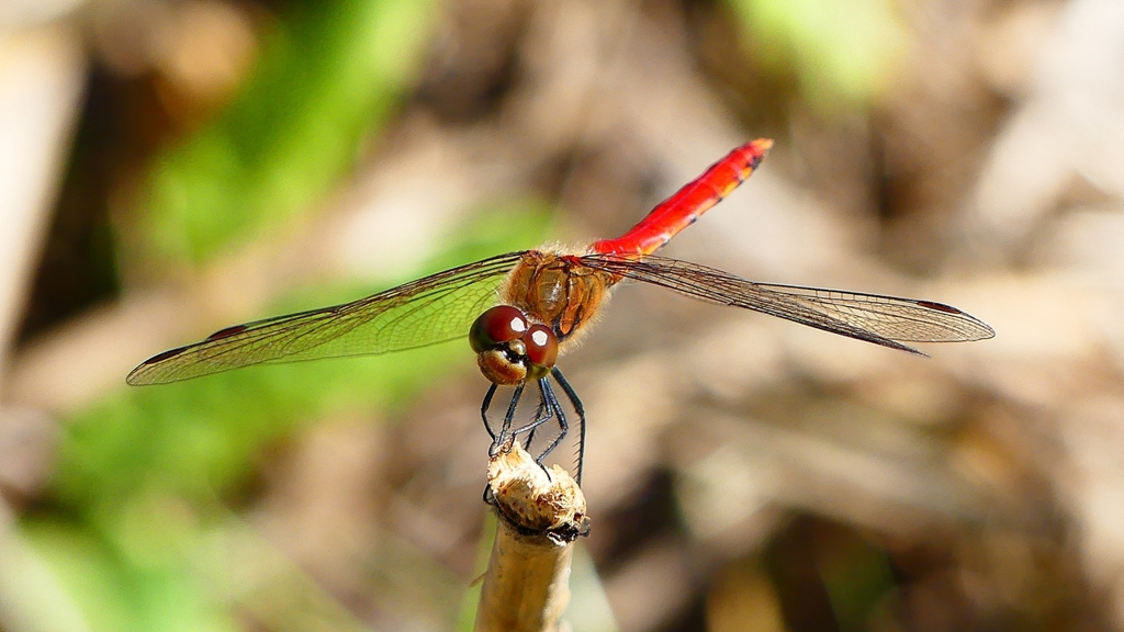 P2330525：アキアカネ（オス）