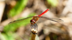 P2330525：アキアカネ（オス）